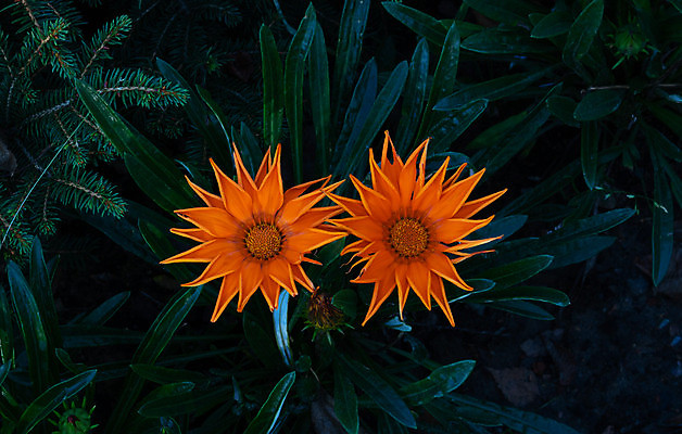 포토 JPG 해외이미지 식물 꽃잎 꽃 분홍색 백그라운드 잎 꽃무늬 밭 오렌지 자연 국화 사람없음 야외 빨간색 초록색 컬러풀 뷰티 노란색 정원 봄 벚꽃 흰색 신선 개화 원예 데이지 식물원 내추럴 해외포토 계절 컬러 무늬 농업 과일 취미 생태계 파일형식 이미지허브