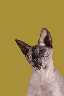 포토 JPG 해외이미지 한마리 실내 사람없음 반려동물 귀여움 고양이 스핑크스고양이 갈색배경 반려묘 해외포토 동물 1 백그라운드 컨셉 포유류 내부 갈색 파일형식 이미지허브