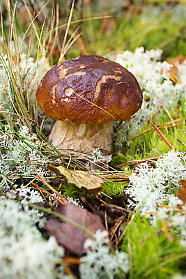 포토 JPG 해외이미지 식물 계절 음식 여행 백그라운드 다이어트 재료 자연 건강 이끼 요리 사람없음 목재 초록색 갈색 버섯 가을 흰색 신선 만 닫기 맛 숲 메뉴 유기농 날것 내추럴 곰팡이 그물버섯 땅바닥 식용 채식주의자 캡모자 비건 해외포토 나무 모자_잡화 웰빙 컬러 컨셉 모션 바닥 생태계 채식 파일형식 이미지허브