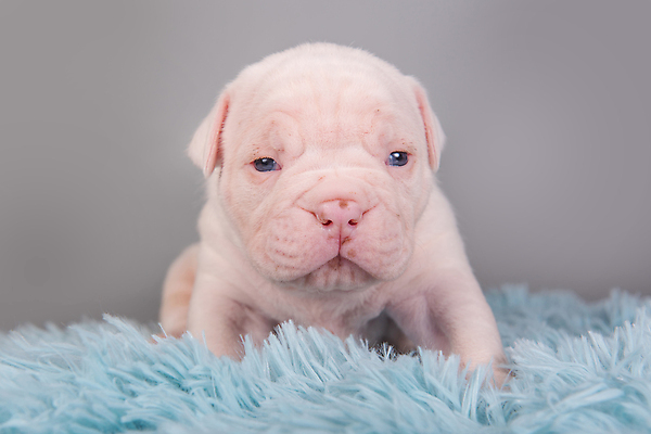 포토 JPG 해외이미지 새끼 실내 앉기 사람없음 반려동물 개 강아지 불독 해외포토 동물 포유류 모션 내부 파일형식 이미지허브