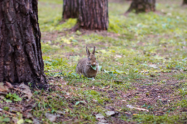 포토 JPG 해외이미지 주간 나무 한마리 낙엽 잎 잔디 사람없음 야외 토끼 먹기 해외포토 자연요소 식물 1 포유류 모션 반려동물 파일형식 이미지허브