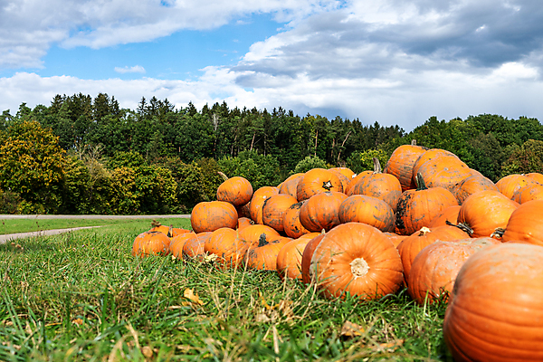 포토 JPG 해외이미지 식물 계절 음식 백그라운드 농업 채소 오렌지 자연 벽지 호박 휴가 건강 요리 사람없음 장식 빨간색 컬러풀 농장 노란색 정원 할로윈 수확 신선 시장 홋카이도 유기농 날것 정사각형 추수감사절 스쿼시 10월 내추럴 숙성 채식주의자 해외포토 도형 웰빙 산업 기독교 스포츠 컬러 과일 구기 일본 날짜 생태계 채식 파일형식 이미지허브