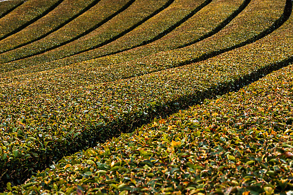 포토 JPG 해외이미지 전통 아시아 문화 음료 여행 잎 밭 농업 자연 동양인 풍경 경사 사람없음 초록색 농장 정원 일본 수확 시골 차 녹차 언덕 내추럴 교토 밭일 해외포토 식물 나라 산업 컬러 인종 차_음료 생태계 파일형식 이미지허브