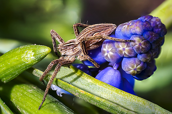 포토 JPG 해외이미지 식물 동물 꽃 야생동물 곤충 백그라운드 절지류 신체 자연 사람없음 빨간색 초록색 물 빛 뷰티 갈색 노란색 환경 정원 검은색 봄 흰색 닫기 벌레 딱정벌레 묘사 생물학 무당벌레 거미 내추럴 고립 동물상 포식 해외포토 자연요소 계절 교육 컬러 모션 조형물 생태계 파일형식 이미지허브