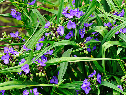 포토 JPG 해외이미지 식물 꽃 백그라운드 잎 꽃무늬 자연 사람없음 야외 초록색 여름 뷰티 정원 보라색 봄 활발 벚꽃 개화 제비꽃 해외포토 계절 컬러 컨셉 무늬 생태계 파일형식 이미지허브