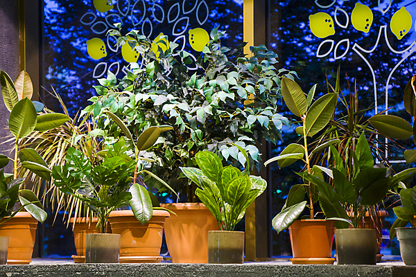 포토 JPG 해외이미지 식물 라이프스타일 디자인 꽃 화분 벽 가구 백그라운드 잎 의자 창문 자연 탁자 바닥 아파트 주택 실내 사람없음 내부 목재 장식 초록색 빛 정원 방 흰색 램프 신선 플랫 냄비 심플 리빙 내추럴 다락방 스칸디나비아 심기 이국적 스타일 해외포토 나무 컬러 생활용품 재료 모션 조명 건물 생활 솥 생태계 파일형식 이미지허브