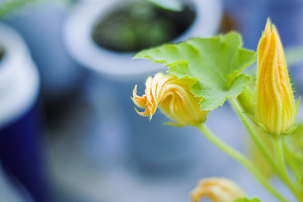 포토 JPG 해외이미지 식물 디자인 계절 공원 꽃 백그라운드 컨셉 잎 패턴 밭 자연 벽지 하늘 부활절 미술 잔디 사람없음 초록색 파란색 빛 태양 뷰티 노란색 정원 맑음 봄 성장 신선 허브 원예 보케 자연백그라운드 부드러움 내추럴 블러 효과 해외포토 자연요소 공공시설 기념일 컬러 무늬 농업 날씨 문화예술 취미 감각 생태계 파일형식 이미지허브