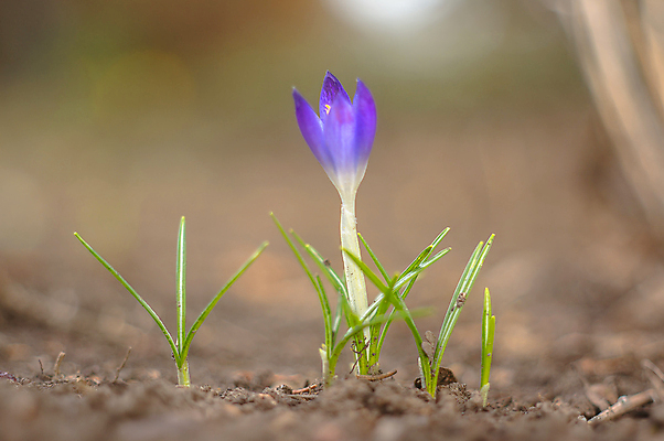 포토 JPG 해외이미지 식물 계절 꽃잎 꽃 분홍색 백그라운드 겨울 꽃무늬 봄꽃 자연 부활절 사람없음 야외 초록색 파란색 컬러풀 뷰티 노란색 정원 맑음 보라색 봄 성장 벚꽃 인사 개화 4월 다발 제비꽃 엽서 라일락 내추럴 사프란 헌병 해외포토 기념일 컬러 무늬 날씨 군인 예절 날짜 편지 향신료 생태계 파일형식 이미지허브