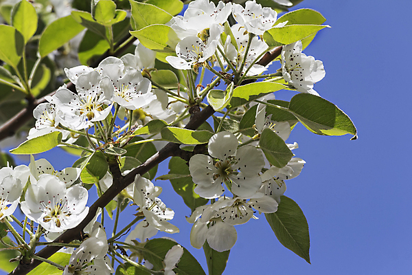 포토 JPG 해외이미지 식물 계절 꽃잎 꽃 분홍색 백그라운드 잎 자연 하늘 새로움 사람없음 야외 목재 초록색 컬러풀 햇빛 뷰티 정원 봄 흰색 나뭇가지 신선 시간 개화 닫기 허브 원예 냄새 제비 내추럴 밭일 해외포토 나무 컬러 컨셉 재료 모션 조류 취미 태양 생태계 파일형식 이미지허브