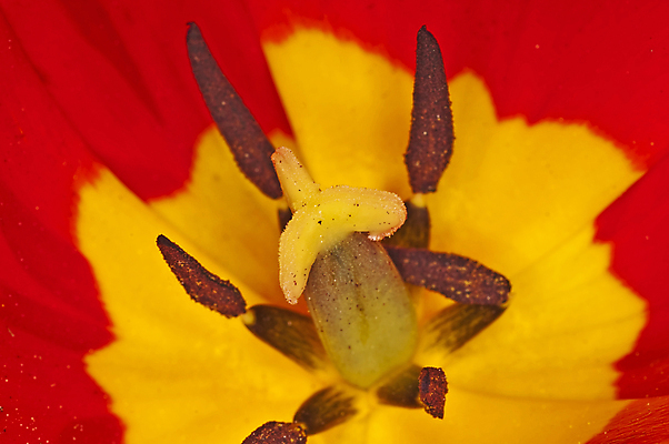 포토 JPG 해외이미지 꽃 백그라운드 사람없음 튤립 해외포토 식물 파일형식 이미지허브