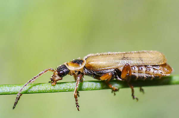 포토 JPG 해외이미지 식물 동물 꽃 야생동물 곤충 백그라운드 절지류 신체 자연 휴식 사람없음 빨간색 초록색 빛 뷰티 갈색 노란색 환경 정원 검은색 봄 줄무늬 젖음 흰색 구출 닫기 벌레 숲 딱정벌레 묘사 무당벌레 병정 내추럴 고립 동물상 해외포토 계절 컬러 컨셉 무늬 모션 조형물 도움 생태계 파일형식 이미지허브
