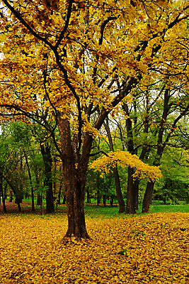 포토 JPG 해외이미지 나무 공원 단풍 잎 자연 풍경 사람없음 야외 목재 초록색 노란색 침묵 가을 황금 숲 강렬 해외포토 식물 계절 공공시설 컬러 재료 소리 생태계 파일형식 이미지허브