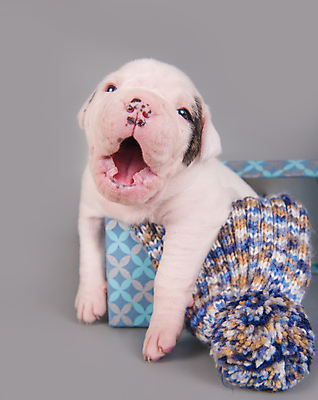 포토 JPG 해외이미지 새끼 겨울 실내 앉기 사람없음 반려동물 상자 놀람 잠 개 강아지 주기 하품 불독 해외포토 동물 계절 감정 포유류 모션 표정 내부 생리현상 파일형식 이미지허브