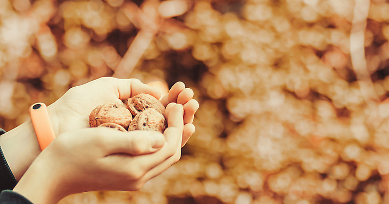 포토 JPG 해외이미지 손 음식 다이어트 과일 재료 콩 건강 씨앗 사람없음 갈색 견과류 수확 흰색 신선 시리얼 에코 유기농 날것 호두 흙더미 내추럴 고립 바이오 제의 해외포토 식물 웰빙 컬러 농업 곡류 신체부위 환경 흙 파일형식 더미 이미지허브