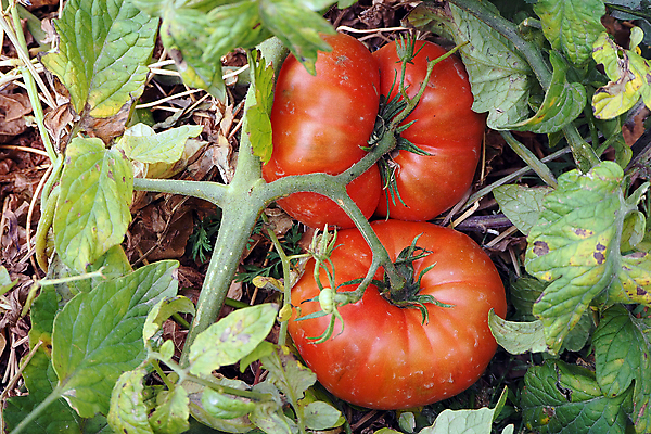 포토 JPG 해외이미지 음식 백그라운드 토마토 채소 과일 치즈 사람없음 야외 목재 식당 식사 흰색 신선 닫기 맛 큼 속도 싱글 유기농 핸드메이드 해외포토 나무 웰빙 컬러 컨셉 재료 모션 유제품 상점 크기 파일형식 이미지허브