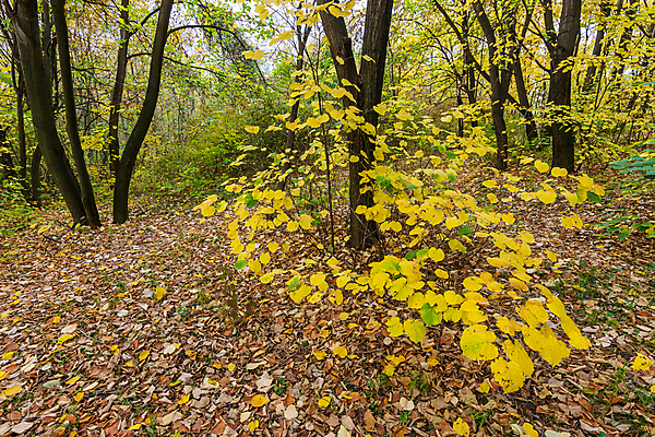 포토 JPG 해외이미지 나무 식물 계절 공원 백그라운드 단풍 잎 패턴 오렌지 자연 풍경 사람없음 야외 목재 초록색 빛 컬러풀 뷰티 갈색 노란색 환경 활발 가을 나뭇가지 황금 숲 장면 내추럴 세르비아 해외포토 공공시설 컬러 컨셉 무늬 과일 재료 생태계 파일형식 이미지허브