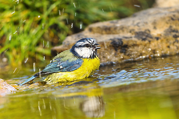 포토 JPG 해외이미지 동물 유럽 음료 야생동물 날개 자연 조류 사람없음 초록색 물 환경 목욕 젖음 다양 연못 스페인 보호 숲 갈증 깃털 생태계 생물학 부리 서식지 동물상 무료 보호구역 생태학 해외포토 자연요소 교육 나라 컬러 다수 컨셉 조형물 청결 구역 파일형식 이미지허브