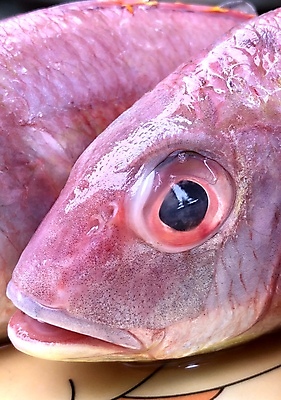 포토 JPG 해외이미지 동물 접시 음식 바다 분홍색 다이어트 재료 낚시 새우 건강 육류 어류 요리 사람없음 빨간색 머리 세일 얼음 식사 저녁식사 흰색 죽음 신선 잡기 입 시장 맛 구매 먹기 해산물 피부 날것 도미 지느러미 고등어 잉어 점심식사 거짓말 고립 소금물 송어 해외포토 자연요소 식기 컬러 컨셉 식재료 모션 레저 갑각류 신체부위 쇼핑 수중동물 파일형식 이미지허브