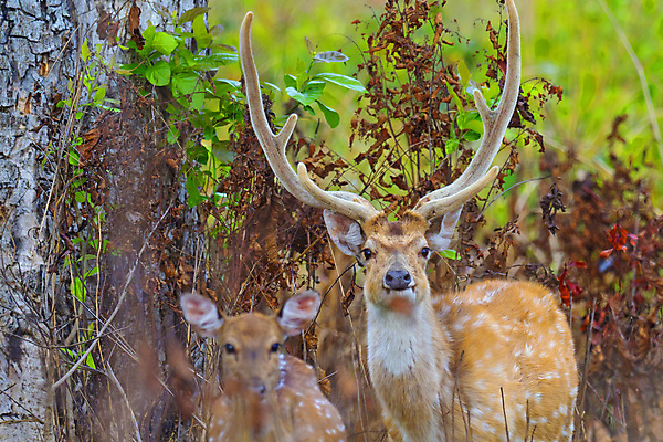 포토 JPG 해외이미지 동물 척추동물 아시아 야생동물 자연 사슴 국립공원 사람없음 초록색 환경 다양 보호 숲 생태계 생물학 네팔 서식지 동물상 무료 보호구역 생태학 해외포토 공원 교육 나라 컬러 다수 컨셉 포유류 조형물 구역 파일형식 이미지허브