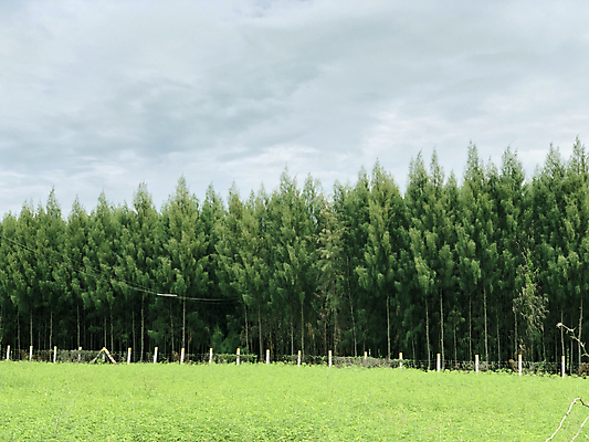 포토 JPG 해외이미지 나무 구름 공원 여행 백그라운드 밭 농업 자연 하늘 산 풍경 잔디 사람없음 야외 목재 초록색 여름 파란색 울타리 농장 환경 정원 맑음 봄 가을 시골 소나무 숲 큼 열대우림 장면 내추럴 삼림지대 수평선 해외포토 자연요소 식물 계절 공공시설 산업 컬러 재료 날씨 담장 크기 생태계 파일형식 이미지허브