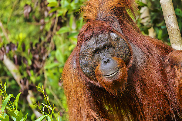 포토 JPG 해외이미지 동물 아시아 야생동물 여행 자연 항해 국립공원 사람없음 초록색 환경 다양 원숭이 보호 숲 열대우림 생태계 생물학 인도네시아 서식지 유인원 동물상 무료 보호구역 생태학 해외포토 공원 교육 나라 컬러 다수 컨셉 배_교통 포유류 조형물 구역 파일형식 이미지허브