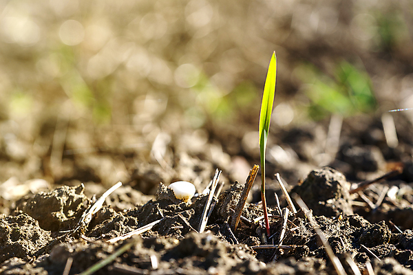 포토 JPG 해외이미지 나무 식물 1 백그라운드 컨셉 잎 농업 채소 자연 새로움 콩 씨앗 사람없음 초록색 물 빛 농장 갈색 새싹 환경 정원 흙 봄 성장 아기 신선 냄비 정상 작음 땅 원예 먼지 고립 땅바닥 모종 묘목 생태학 처음 카페인 세련 해외포토 자연요소 계절 교육 산업 컬러 곡류 바닥 사람 취미 솥 크기 생태계 파일형식 이미지허브