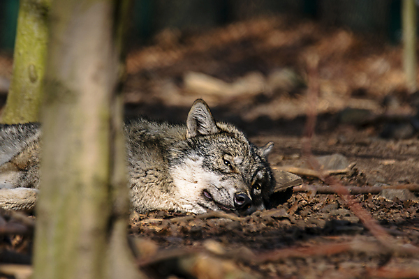 포토 JPG 해외이미지 주간 한마리 야생동물 사람없음 야외 아웃포커스 눕기 소프트포커스 늑대 해외포토 자연요소 동물 1 포유류 모션 촬영기법 파일형식 이미지허브