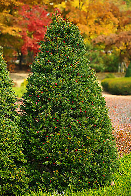 포토 JPG 해외이미지 나무 식물 꽃 줄기 백그라운드 크리스마스 오렌지 과일 자연 휴가 풍경 사람없음 야외 목재 장식 빨간색 초록색 컬러풀 노란색 환경 정원 성장 가을 소나무 숲 묘사 상록수 침엽수 전나무 해외포토 계절 기념일 컬러 재료 생태계 파일형식 이미지허브