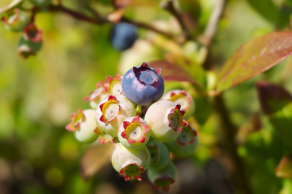 포토 JPG 해외이미지 식물 계절 열매 백그라운드 잎 농업 다이어트 과일 재료 자연 디저트 건강 사람없음 야외 초록색 여름 파란색 농작물 컬러풀 햇빛 우주 정원 수확 나뭇가지 신선 닫기 다발 관목 묘사 싱글 유기농 블루베리 날것 내추럴 숙성 월귤 해외포토 나무 웰빙 산업 음식 컬러 모션 태양 생태계 파일형식 이미지허브