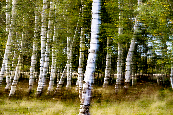 포토 JPG 해외이미지 나무 계절 공원 자연 사람없음 야외 햇빛 흰색 숲 자작나무 해외포토 식물 공공시설 컬러 태양 생태계 파일형식 이미지허브