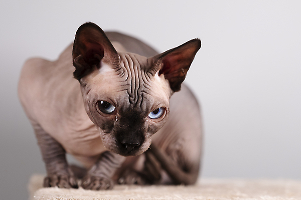 포토 JPG 해외이미지 한마리 응시 엎드리기 회색배경 실내 사람없음 반려동물 귀여움 고양이 스핑크스고양이 반려묘 해외포토 동물 1 시선 백그라운드 컨셉 포유류 모션 내부 회색 파일형식 이미지허브