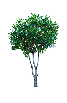 포토 JPG 해외이미지 나무 식물 계절 줄기 백그라운드 낙엽 잎 농업 과일 자연 사람없음 야외 목재 장식 초록색 여름 환경 정원 봄 성장 흰색 나뭇가지 심장 신선 숲 큼 싱글 유기농 상록수 내추럴 고립 농약 생태학 해외포토 웰빙 교육 산업 컬러 재료 장기_의학 크기 생태계 파일형식 이미지허브