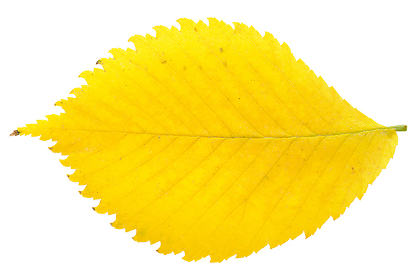 포토 JPG 해외이미지 식물 1 잎 패턴 자연 사람없음 노란색 활발 가을 황금 오브젝트 싱글 질감 정맥 고립 해외포토 계절 컬러 컨셉 무늬 생태계 혈관 파일형식 이미지허브