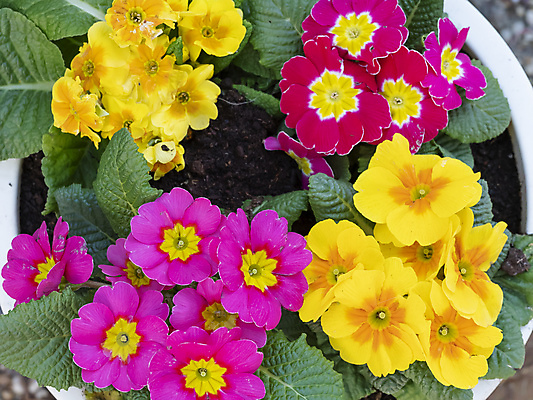 포토 JPG 해외이미지 식물 계절 꽃잎 꽃 화분 분홍색 꽃다발 백그라운드 잎 꽃무늬 자연 휴가 사람없음 야외 장식 빨간색 초록색 컬러풀 노란색 정원 봄 활발 벚꽃 흰색 신선 개화 냄비 원예 영원 프리뮬러 해외포토 컬러 컨셉 무늬 취미 솥 생태계 파일형식 이미지허브