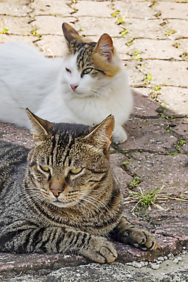 포토 JPG 해외이미지 동물 1 응시 남자 얼굴 백그라운드 오렌지 포유류 자연 휴식 주택 털 앉기 사람없음 빨간색 반려동물 갈색 노란색 머리 고양이 흰색 잠 모피 부드러움 얼룩무늬 솜털 생강 고립 기르기 스코틀랜드 해외포토 시선 컬러 컨셉 무늬 채소 과일 모션 영국 사람 건물 신체부위 감각 생태계 돌봄 파일형식 이미지허브