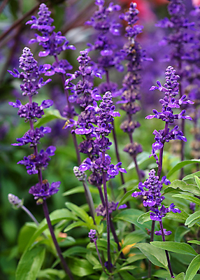 포토 JPG 해외이미지 식물 계절 꽃잎 꽃 꽃무늬 자연 풍경 사람없음 야외 여름 정원 성장 벚꽃 신선 개화 닫기 관목 원예 화단 내추럴 세이지 영원 해외포토 나무 무늬 모션 취미 생태계 파일형식 이미지허브