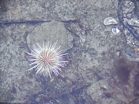 포토 JPG 해외이미지 동물 호수 야생동물 바다 자연 조개 노르웨이 어류 풍경 사람없음 물 파란색 뷰티 반사 평화 보라색 수중 껍질 흰색 북극 아래 장면 스칸디나비아 해외포토 자연요소 유럽 컬러 컨셉 어패류 수중동물 극지방 방향 생태계 위치 파일형식 이미지허브