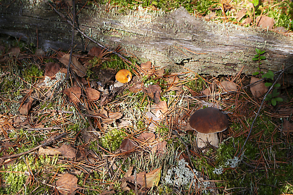 포토 JPG 해외이미지 계절 음식 백그라운드 잎 오렌지 가족 자연 건강 사람없음 목재 빨간색 초록색 여름 버섯 모임 성장 가을 흰색 신선 그룹 숲 작음 수집 검색 유기농 내추럴 곰팡이 그물버섯 번 벨로루시 캡모자 해외포토 나무 식물 모자_잡화 웰빙 빵 컬러 과일 재료 관계 크기 생태계 파일형식 이미지허브