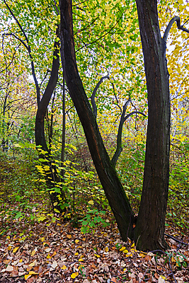 포토 JPG 해외이미지 나무 식물 계절 공원 백그라운드 단풍 잎 패턴 오렌지 자연 풍경 사람없음 야외 목재 초록색 빛 컬러풀 뷰티 갈색 노란색 환경 활발 가을 나뭇가지 황금 숲 장면 내추럴 세르비아 해외포토 공공시설 컬러 컨셉 무늬 과일 재료 생태계 파일형식 이미지허브