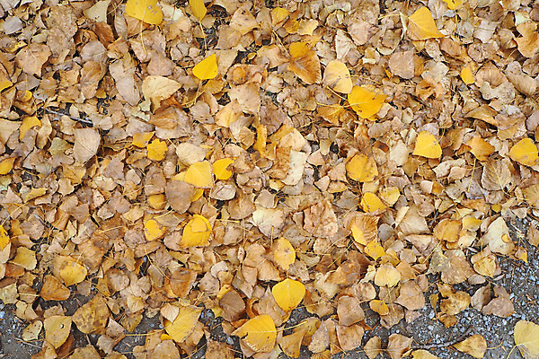 포토 JPG 해외이미지 식물 디자인 계절 도로 백그라운드 잎 자연 날씨 사람없음 목재 태양 노란색 변화 떨어짐 숲 9월 10월 내추럴 해외포토 자연요소 나무 길 컬러 컨셉 재료 교통시설 날짜 생태계 파일형식 이미지허브