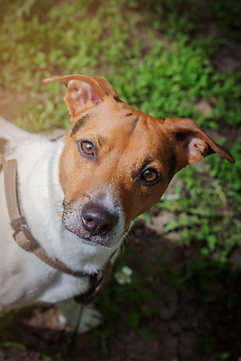 포토 JPG 해외이미지 동물 1 라이프스타일 공원 행복 얼굴 포즈 백그라운드 포유류 포옹 자연 친절 주택 털 사람없음 초록색 반려동물 태양 갈색 우정 흰색 점 개 강아지 테리어 스마트 호기심 코 귀 잭 송곳니 기르기 땅바닥 유래 해외포토 자연요소 공공시설 감정 컬러 컨셉 안기 바닥 건물 생활 신체부위 친구 치아 생태계 돌봄 파일형식 이미지허브