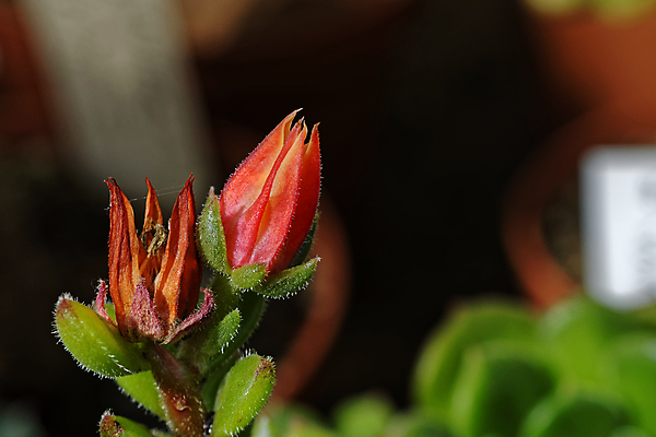 포토 JPG 해외이미지 식물 계절 꽃잎 꽃 줄기 잎 꽃무늬 패턴 오렌지 자연 추상 사람없음 야외 빨간색 초록색 여름 컬러풀 뷰티 정원 봄 벚꽃 나뭇가지 신선 개화 우아함 닫기 묘사 싱글 보케 내추럴 고립 이국적 해외포토 나무 컬러 컨셉 무늬 과일 모션 생태계 파일형식 이미지허브