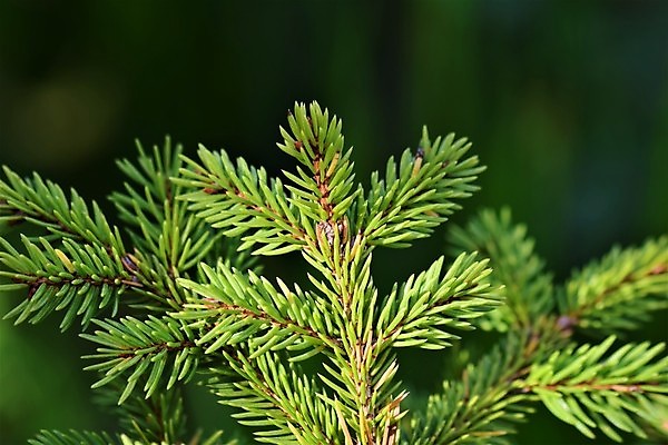 포토 JPG 해외이미지 나무 식물 공원 사람없음 야외 초록색 컬러풀 태양 크리스마스트리 정원 소나무 닫기 소프트포커스 숲 전나무 해외포토 자연요소 공공시설 컬러 크리스마스 모션 촬영기법 파일형식 이미지허브