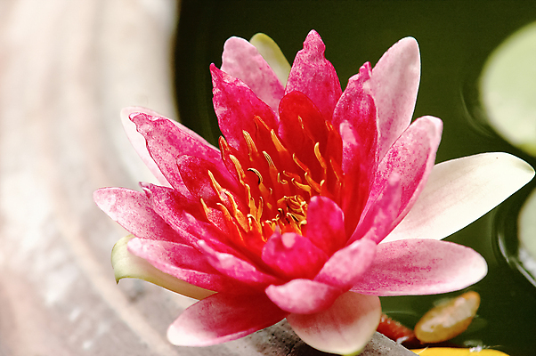 포토 JPG 해외이미지 식물 계절 꽃잎 꽃 아시아 종교 분홍색 백그라운드 잎 꽃무늬 태국 자연 휴식 동양인 사람없음 야외 장식 초록색 물 컬러풀 뷰티 평화 환경 정원 침묵 벚꽃 연못 개화 우아함 묘사 명상 싱글 내추럴 해외포토 자연요소 나라 컬러 컨셉 무늬 인종 소리 생태계 파일형식 이미지허브