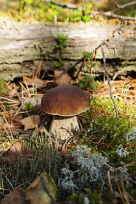 포토 JPG 해외이미지 식물 계절 음식 백그라운드 채소 재료 자연 건강 이끼 요리 사람없음 야외 초록색 여름 갈색 버섯 가을 신선 맛 숲 먹기 묘사 유기농 날것 내추럴 곰팡이 그물버섯 벨로루시 삼림지대 식용 정물화 채식주의자 비건 해외포토 웰빙 컬러 컨셉 모션 그림 생태계 채식 파일형식 이미지허브