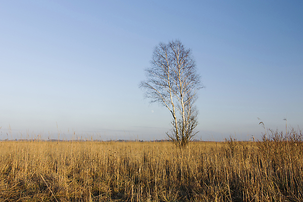 포토 JPG 해외이미지 나무 식물 계절 백그라운드 밭 자연 하늘 건조 풍경 사람없음 야외 목재 파란색 노란색 환경 가을 흰색 싱글 자작나무 내추럴 혼자 수평선 해외포토 컬러 농업 재료 생태계 파일형식 이미지허브