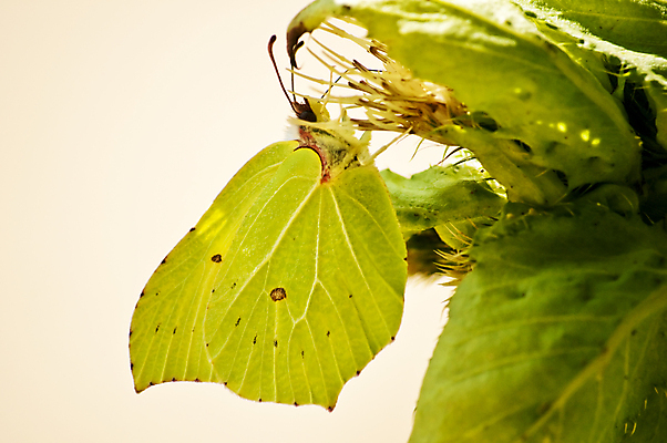 포토 JPG 해외이미지 동물 꽃 야생동물 나비 곤충 백그라운드 잎 꽃무늬 날개 자연 사람없음 초록색 햇빛 뷰티 노란색 환경 활발 벚꽃 소프트포커스 질감 꿀 광 동물상 해외포토 식물 컬러 컨셉 무늬 촬영기법 태양 조형물 생태계 파일형식 이미지허브