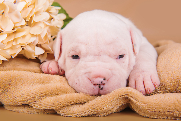 포토 JPG 해외이미지 꽃 새끼 실내 앉기 사람없음 반려동물 개 강아지 불독 해외포토 식물 동물 포유류 모션 내부 파일형식 이미지허브