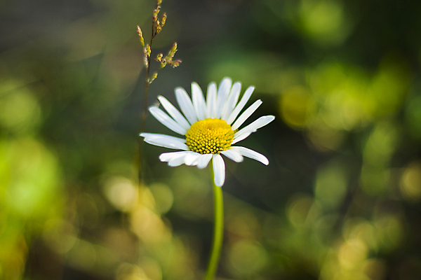 포토 JPG 해외이미지 식물 계절 공원 꽃 꽃다발 백그라운드 잎 꽃무늬 패턴 밭 자연 벽지 추상 사람없음 초록색 빛 컬러풀 햇빛 태양 뷰티 우주 환경 정원 맑음 봄 벚꽃 흰색 신선 소프트포커스 원예 질감 데이지 보케 부드러움 내추럴 광 블러 캐모마일 해외포토 자연요소 공공시설 컬러 무늬 농업 날씨 촬영기법 취미 감각 허브 생태계 파일형식 이미지허브