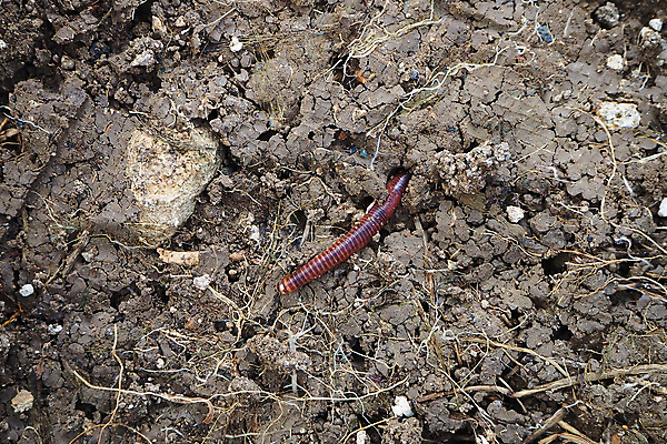 포토 JPG 해외이미지 동물 지구 야생동물 음식 백그라운드 농업 자연 낚시 사람없음 빨간색 상자 농장 쌓기 환경 정원 흙 줄무늬 그룹 닫기 벌레 유기농 생물학 먼지 미끼 내추럴 고립 바이오 생태학 생존 해외포토 웰빙 교육 산업 컬러 곤충 무늬 모션 레저 생태계 파일형식 이미지허브